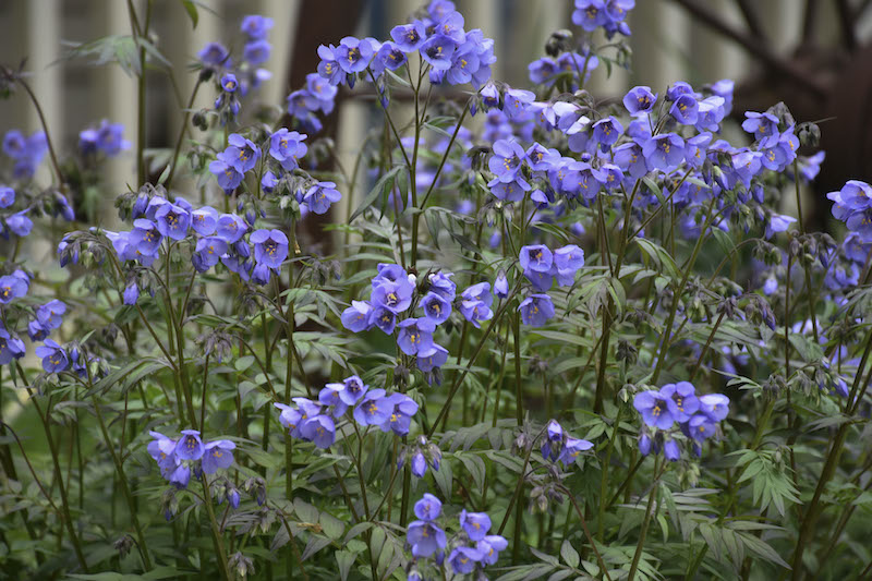 -heaven-scent-jacob-s-ladder-in-bloom.jpg