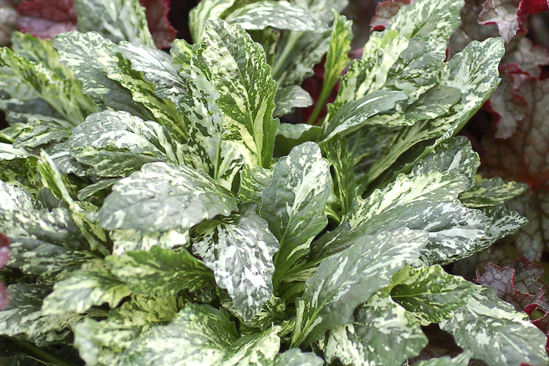 -sparkler-variegated-bugleweed-foliage.jpg