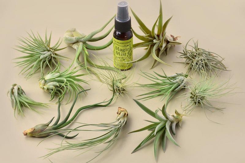 12-air-plants-and-a-spray-bottle.jpg