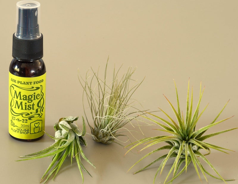 3-air-plants-with-fertilizer-spray.jpg