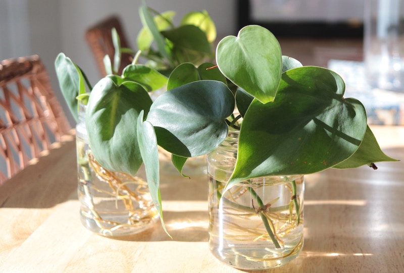 a-collection-of-cuttings-from-pothos-epipremnum-aureum-.jpg