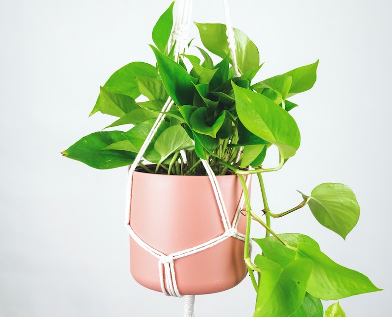 a-golden-pothos-in-a-makramee-hanger.jpg