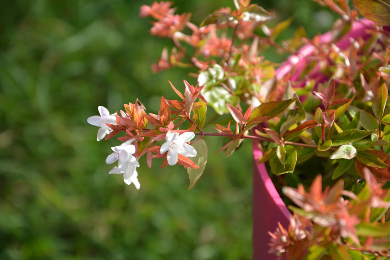 abelia-blooming-in-garden-planter.jpg