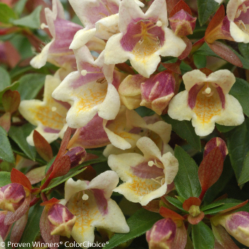 Abelia flowers growing in shade