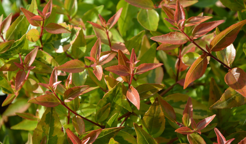 abelia-foliage.jpg