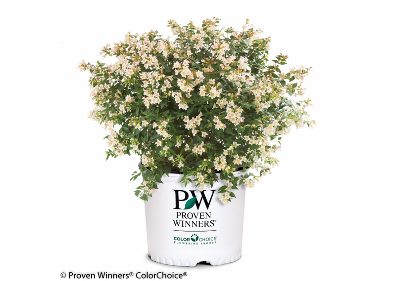 abelia-in-proven-winners-pot-ready-for-planting.jpg