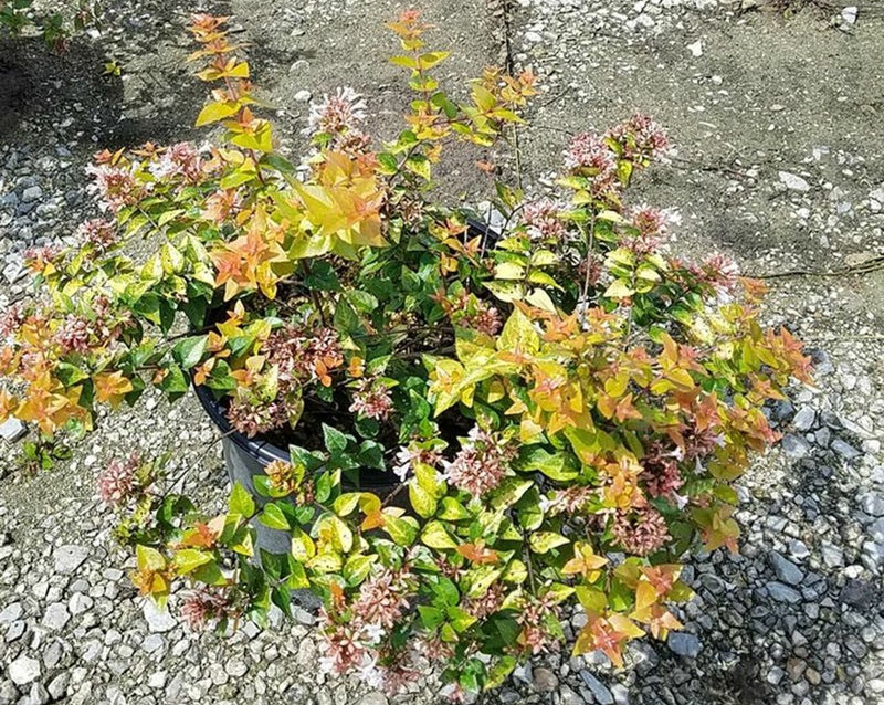 abelia-plant-in-nursery-container-ready-to-be-planted.jpg