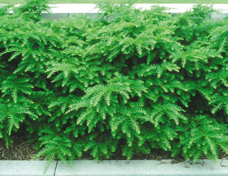 above-ground-planter-with-green-wave-yew.jpg