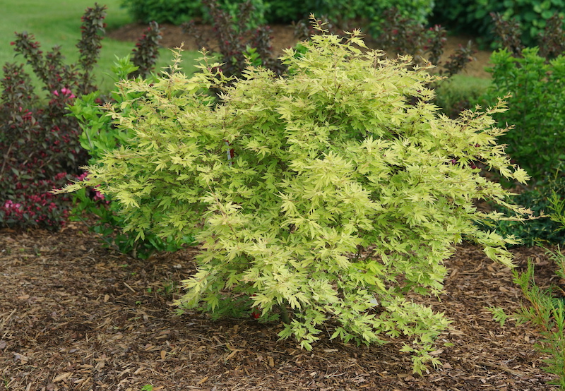 acer-metamorphosa-planted-with-woodchips.jpg