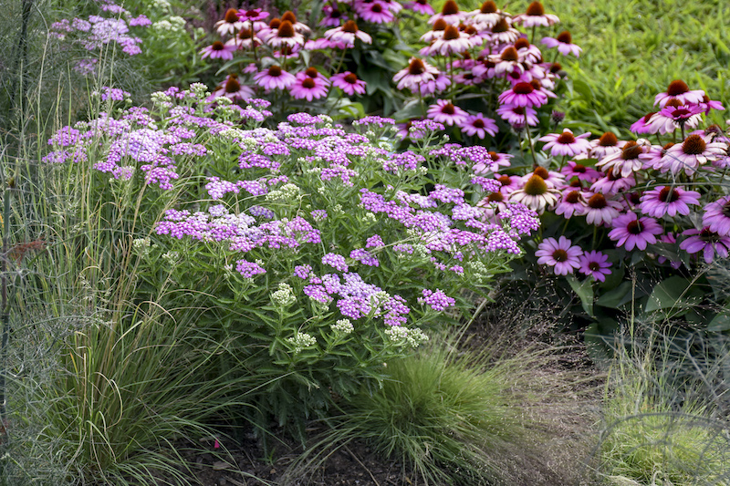 achillea-firefly-amethyst-mixed-planting.jpg