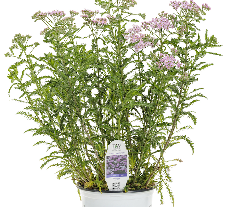 Yarrow: How to Plant, Grow, and Care for Yarrow Plants