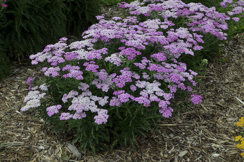 achillea-firefly-amethyst-planting.jpg