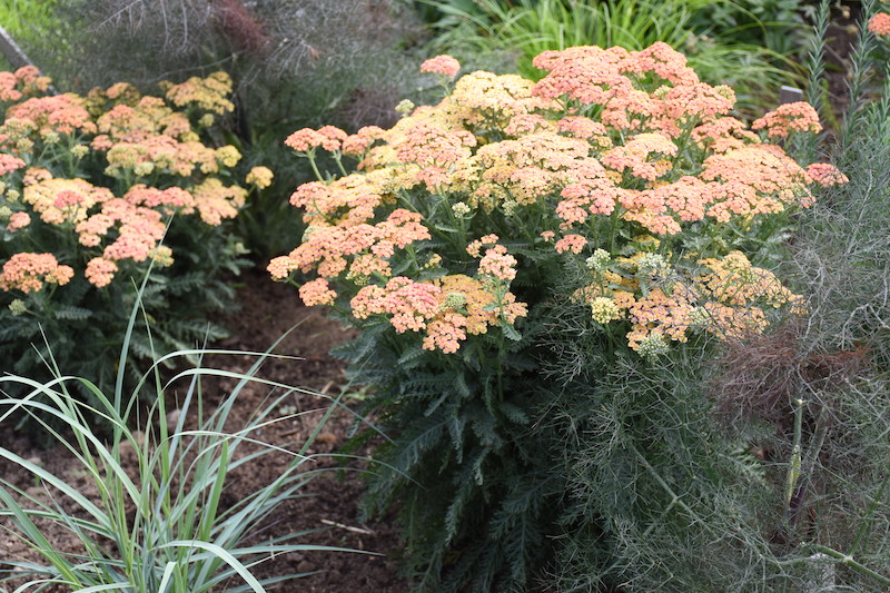 achillea-firefly-peach-sky-planting.jpg