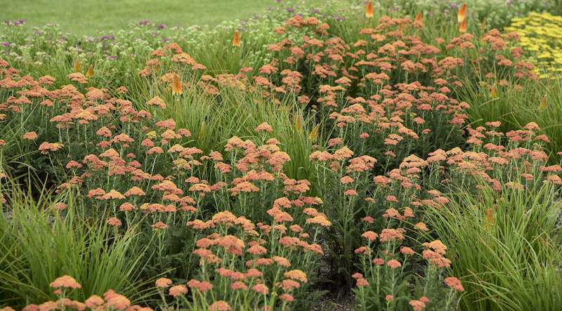 achillea-firefly-peach-sky-with-grasses.jpg