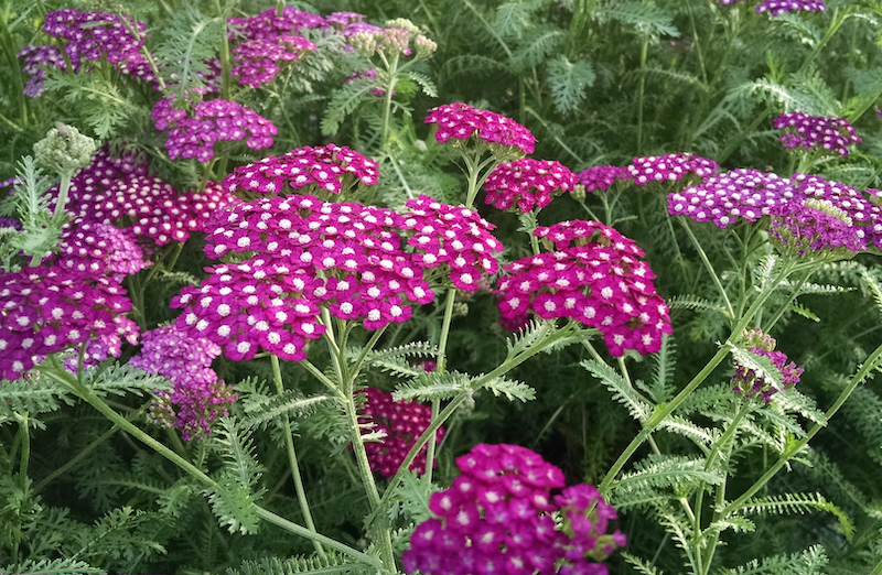 achillea-new-vintage-violet-flowers.jpg