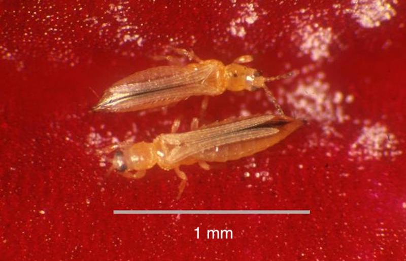 adult-western-flower-thrips.jpg