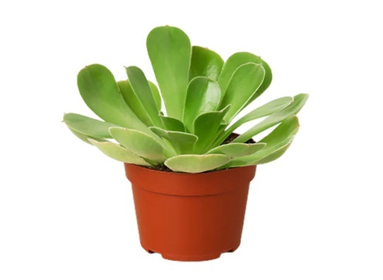 aeonium-in-pot.jpg