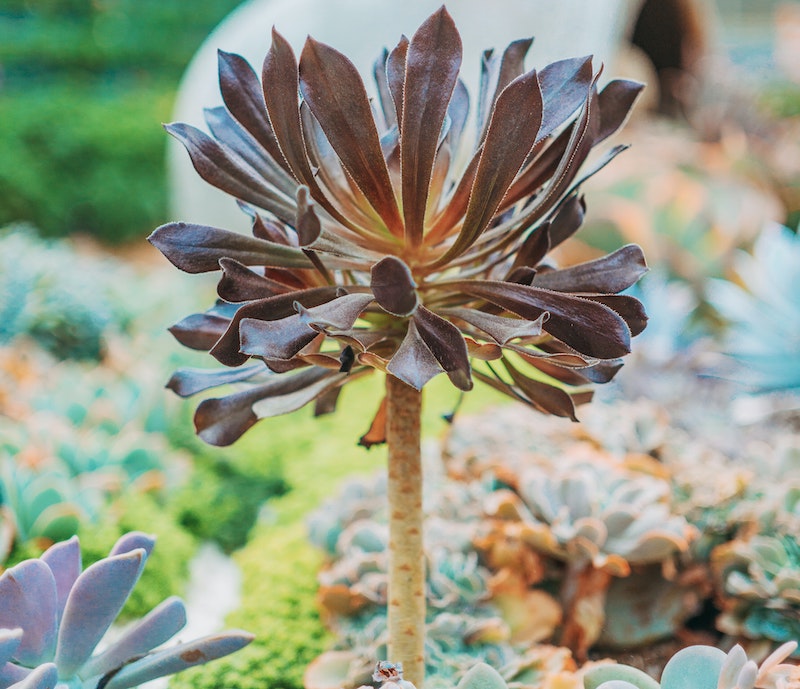 aeonium-planted-among-several-succulents.jpg