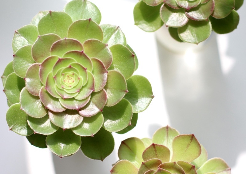 aeonium-plants-in-bright-direct-sunlight.jpg