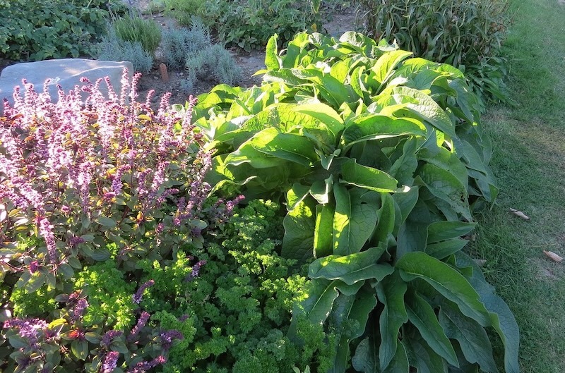 african-blue-basil-planted-with-comfrey-parsley-and-lavender.jpg