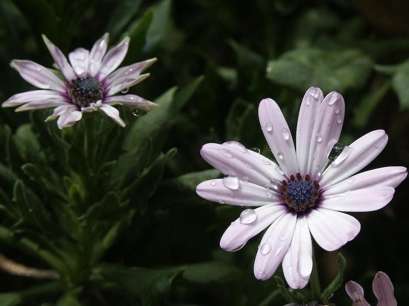 how much water does african daisy flower need