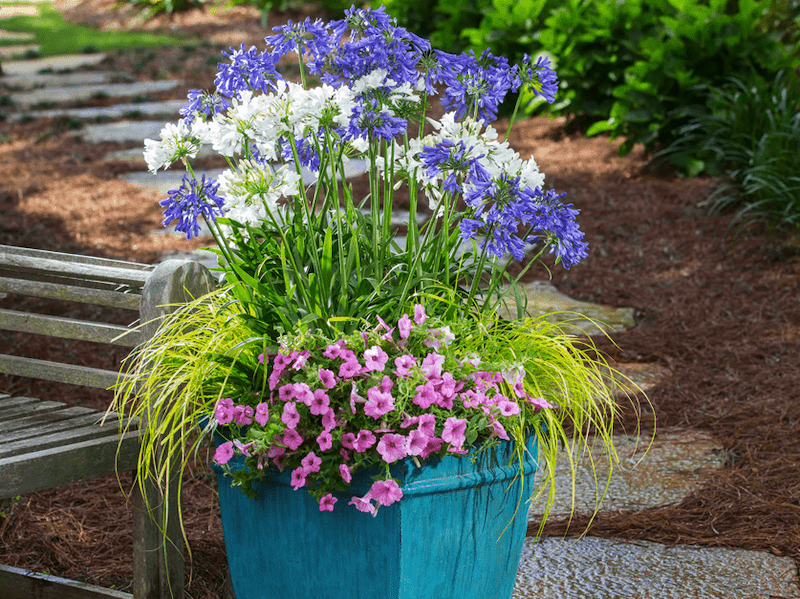 agapanthus-in-container-combination.png