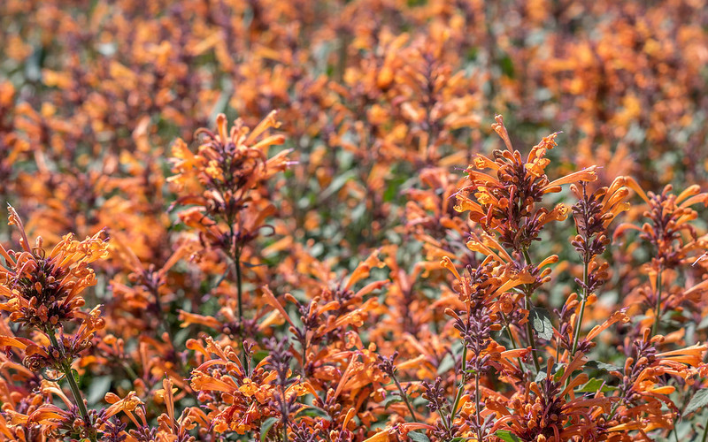 agastache-kudos-mandarin.jpg