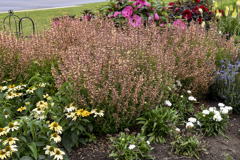 agastache-queen-nectarine-planted-with-hibiscus-coneflower-red-hot-poker-salvia-shasta-daisy-ornamental-grass-ajuga.jpg