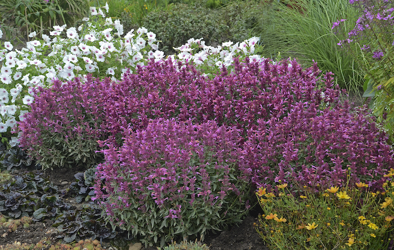 agastache-rosie-posie-planted-with-ornamental-grass-ajuga-coreopsis-and-supertunia-.jpg