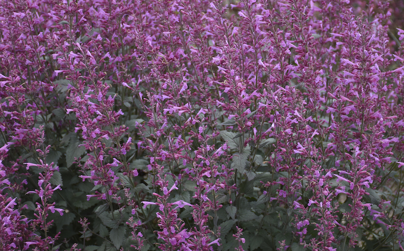 agastache-royal-raspberry-in-bloom.jpg