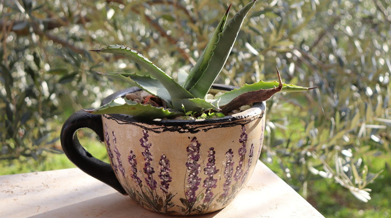 agave-plant-growing-in-decorative-pot.jpg