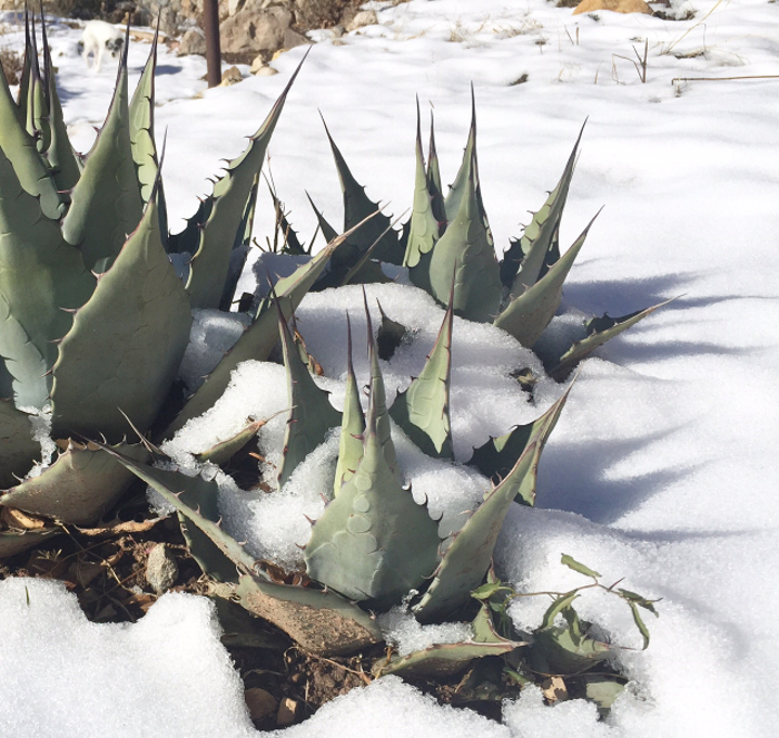 agave-survive-outdoors-in-winter.jpg