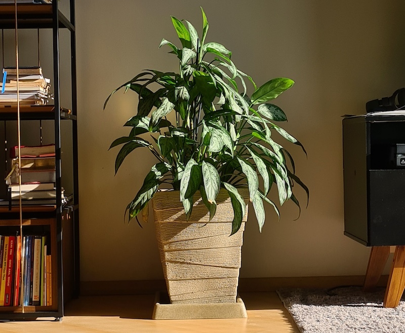 aglaonema-growing-in-bright-indirect-light.jpg