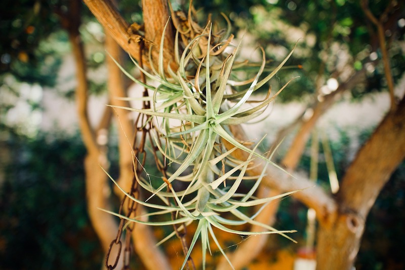 air-plant-growing-on-a-tree-outdoors.jpg