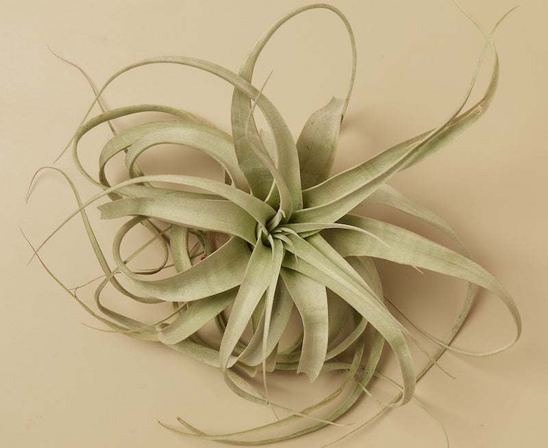 air-plant-xerographica.jpg