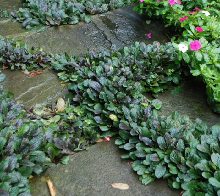 steppable ground cover