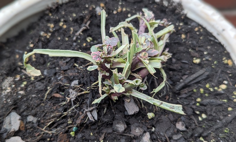 ajuga-damaged-from-foraging.jpg