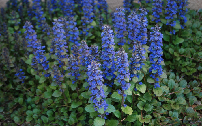 Drought Tolerant Shade Plants Plant Addicts