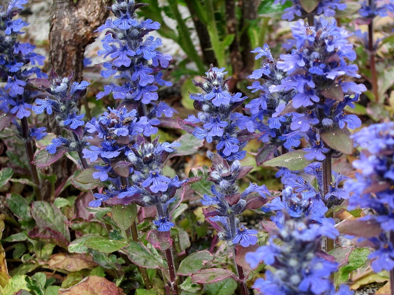 ajuga-reptans-renick-.jpg