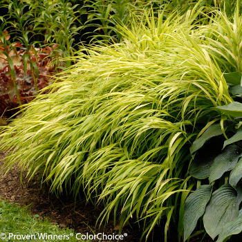 All Gold Japanese forest grass in shade