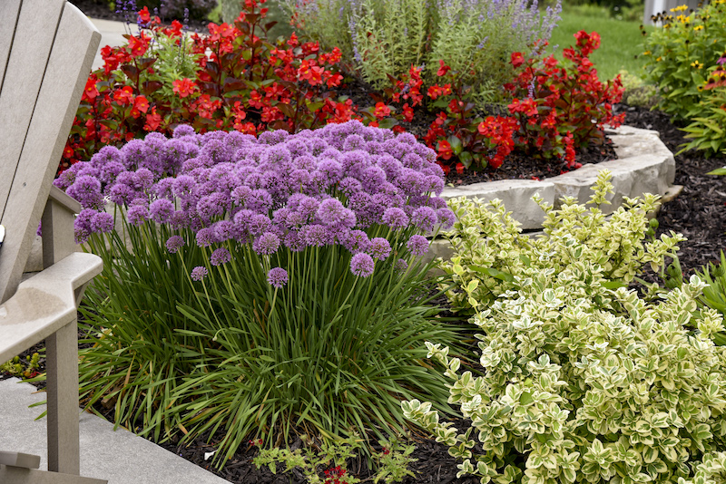 allium-serendipity-colorful-planting.jpg