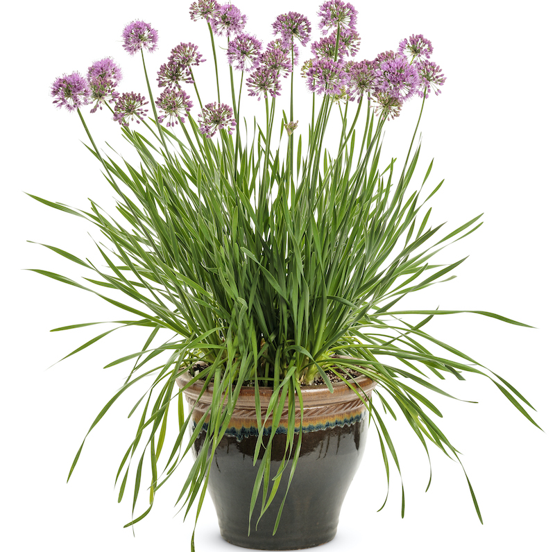 allium-serendipity-container.jpg