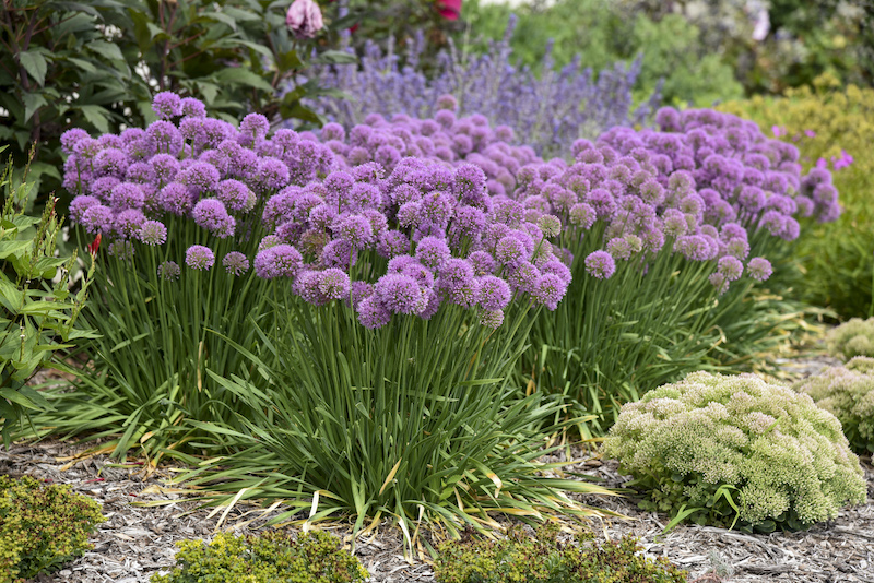 allium-serendipity-en-mass.jpg