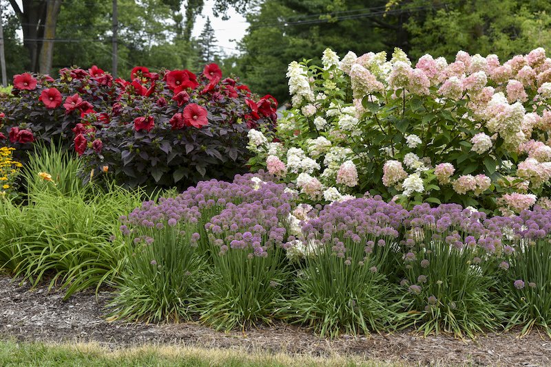 allium-serendipity-planted-with-hibiscus-and-hydrangea.jpg