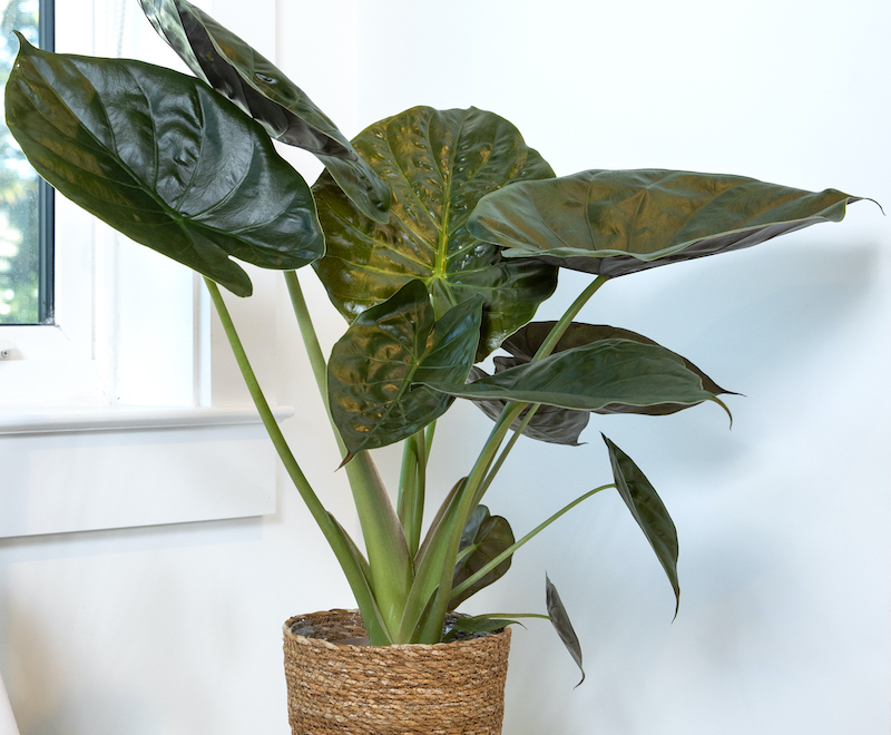 alocasia-wentii-mythic-elephant-ears-in-basket-planter.jpg