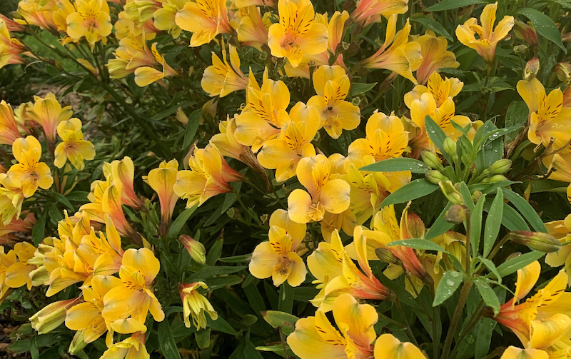 alstroemeria-golden-tiara-mass-of-blooms.jpg