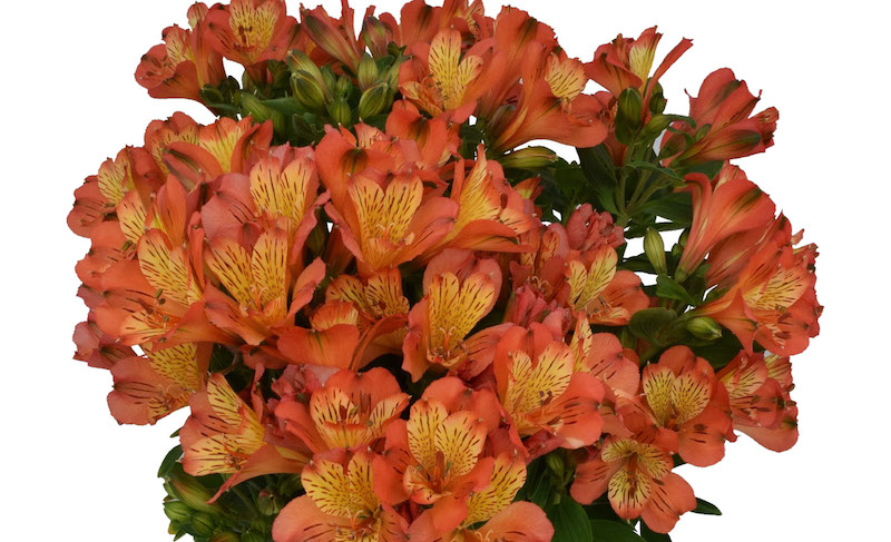 alstroemeria-inca-safari-blooms.jpg