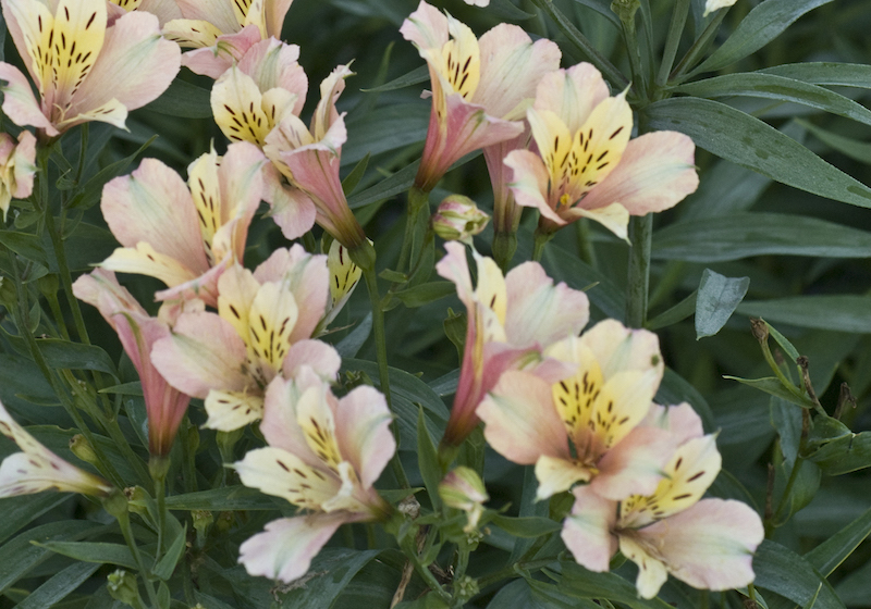 alstromeria-inca-ice-in-bloom.jpg