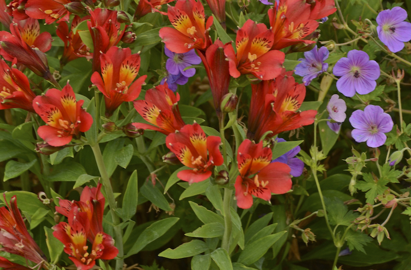 alstromeria-inca-joli-planted-with-hardy-geraniums.jpg