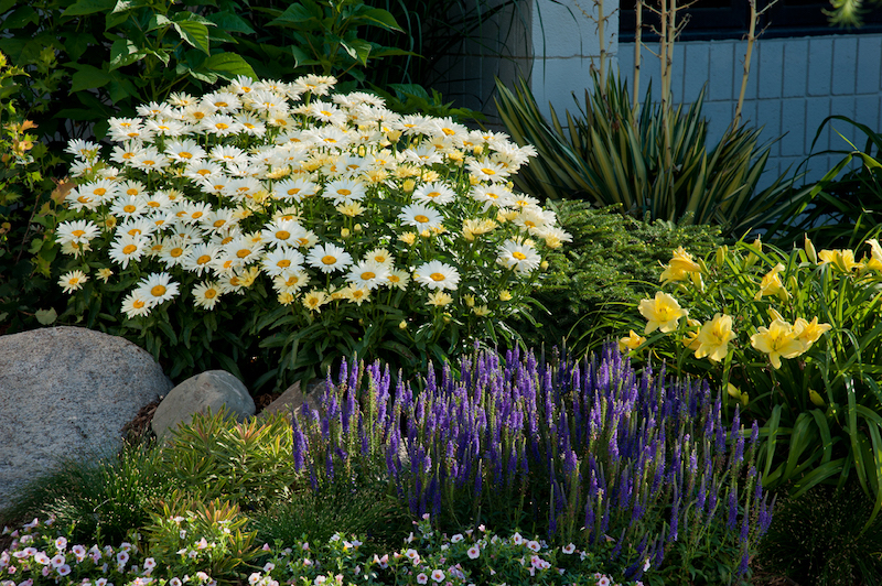 Grow Shasta Daisies for Cheerful Bouquets